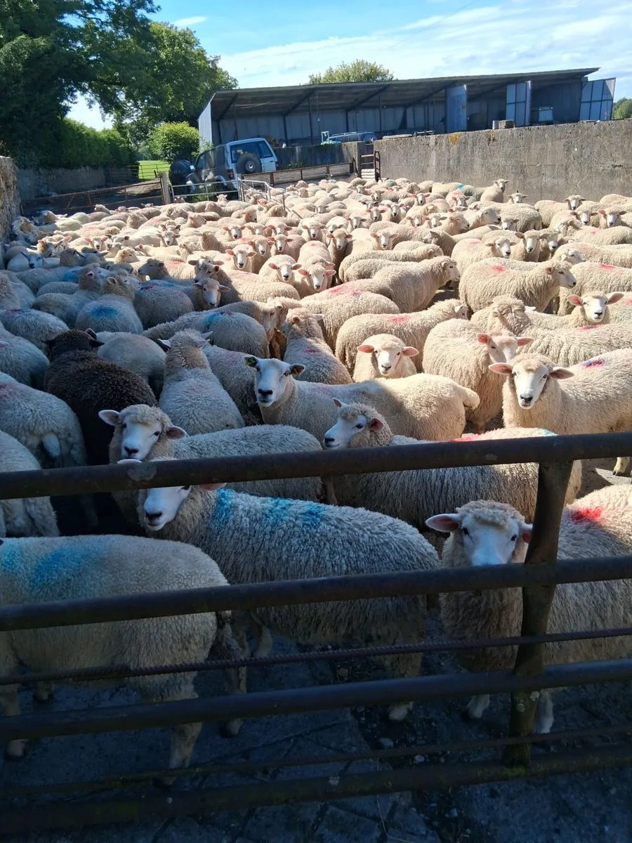 Romney 250 ewe lambs - Image 4