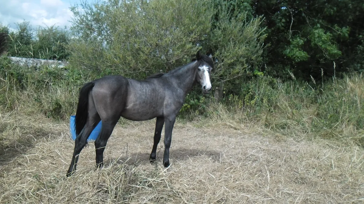 Connemara yearlings colts and fillies - Image 1