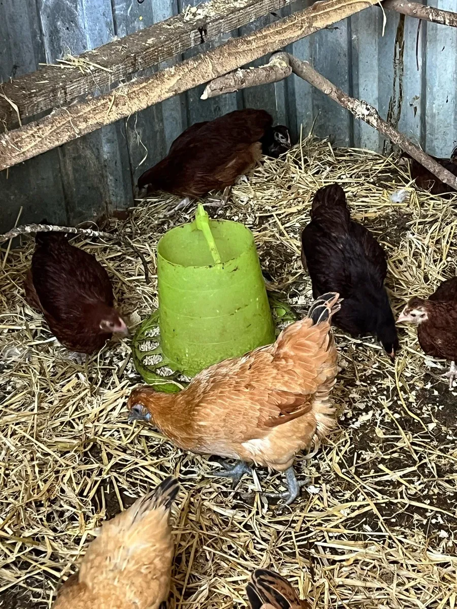 Poultry - Image 1