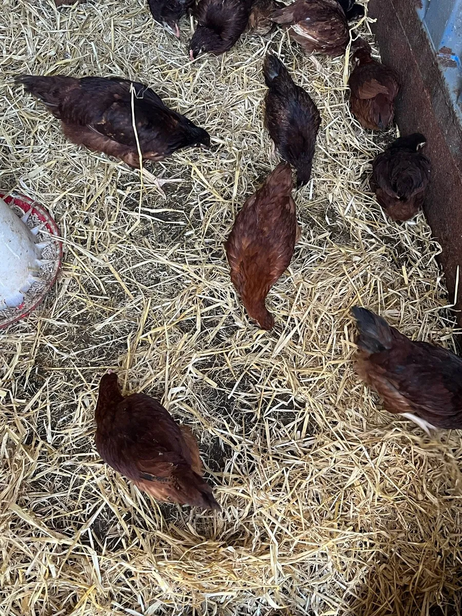 Poultry - Image 2