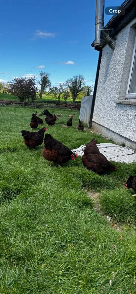 Poultry - Image 4