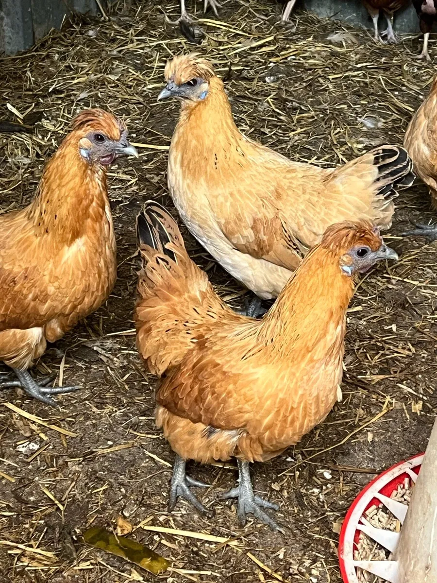 Poultry - Image 3