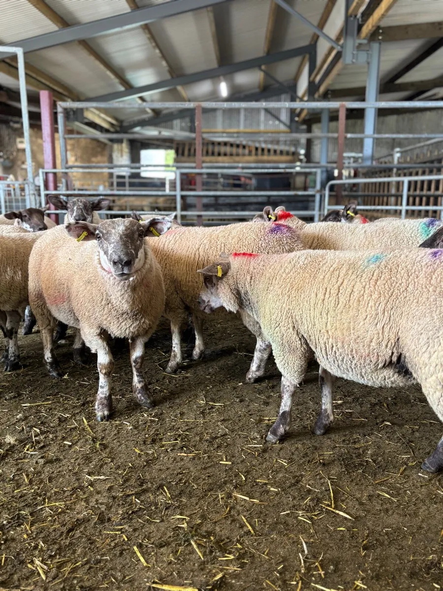 Ewe Lambs - Image 3