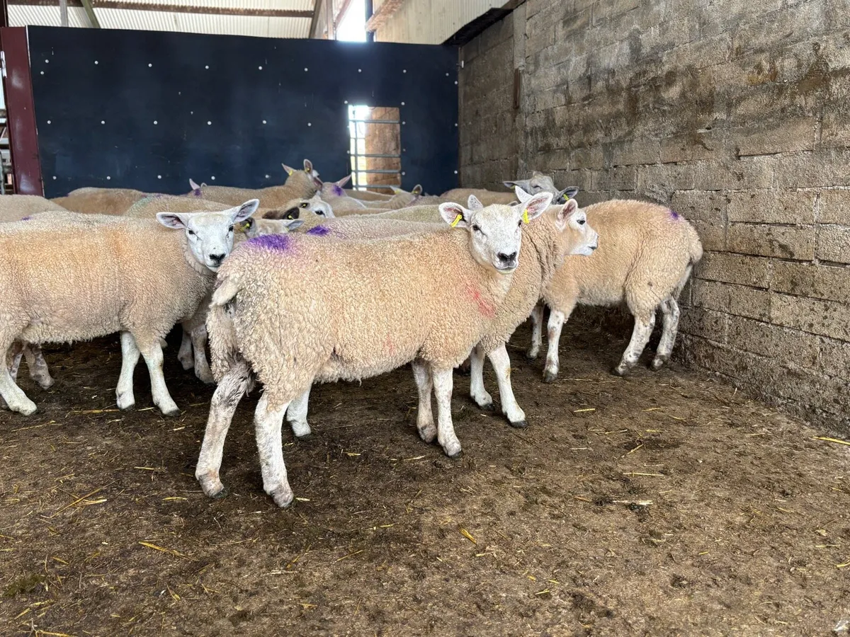 Ewe Lambs - Image 4