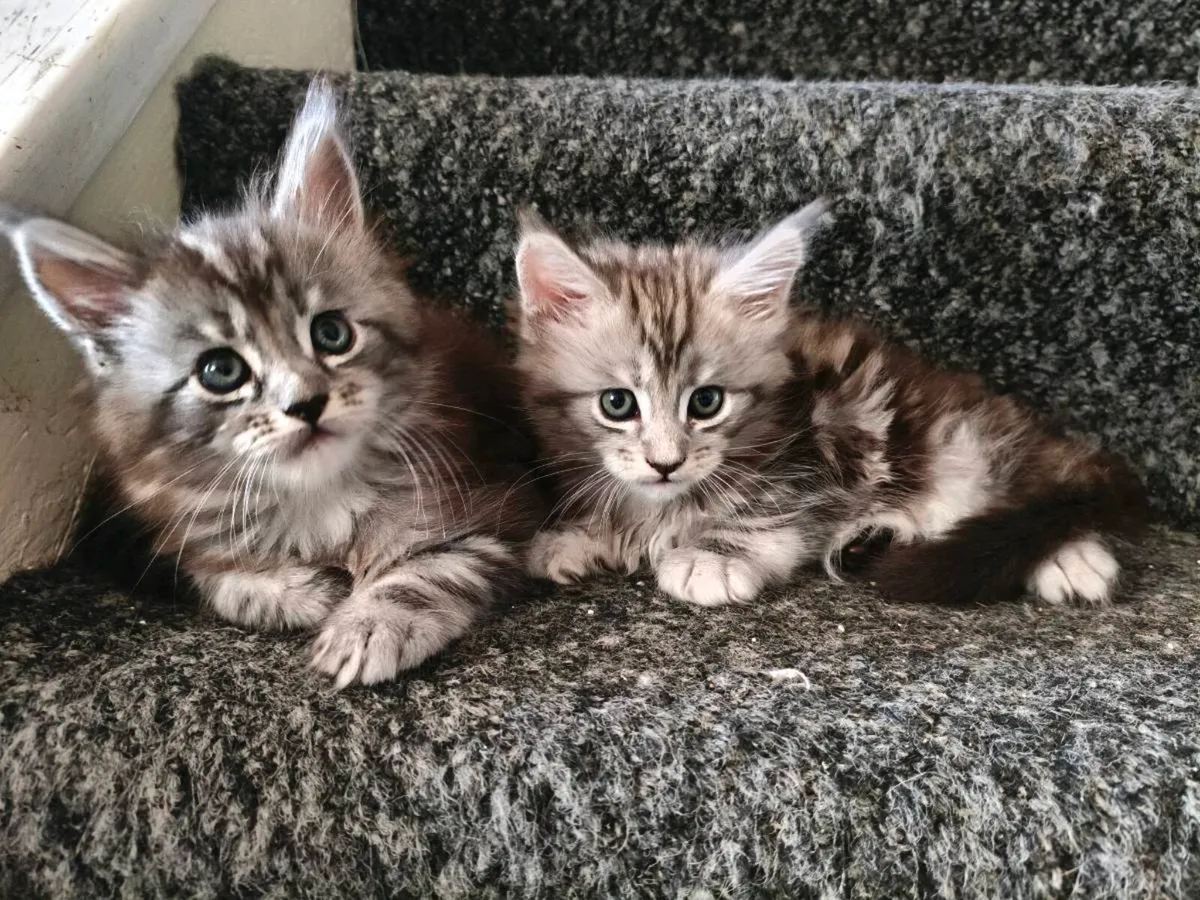 TICA registered Maine coon kittens - Image 1