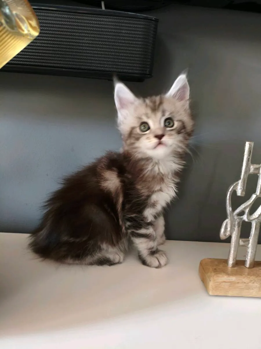 TICA registered Maine coon kittens - Image 2