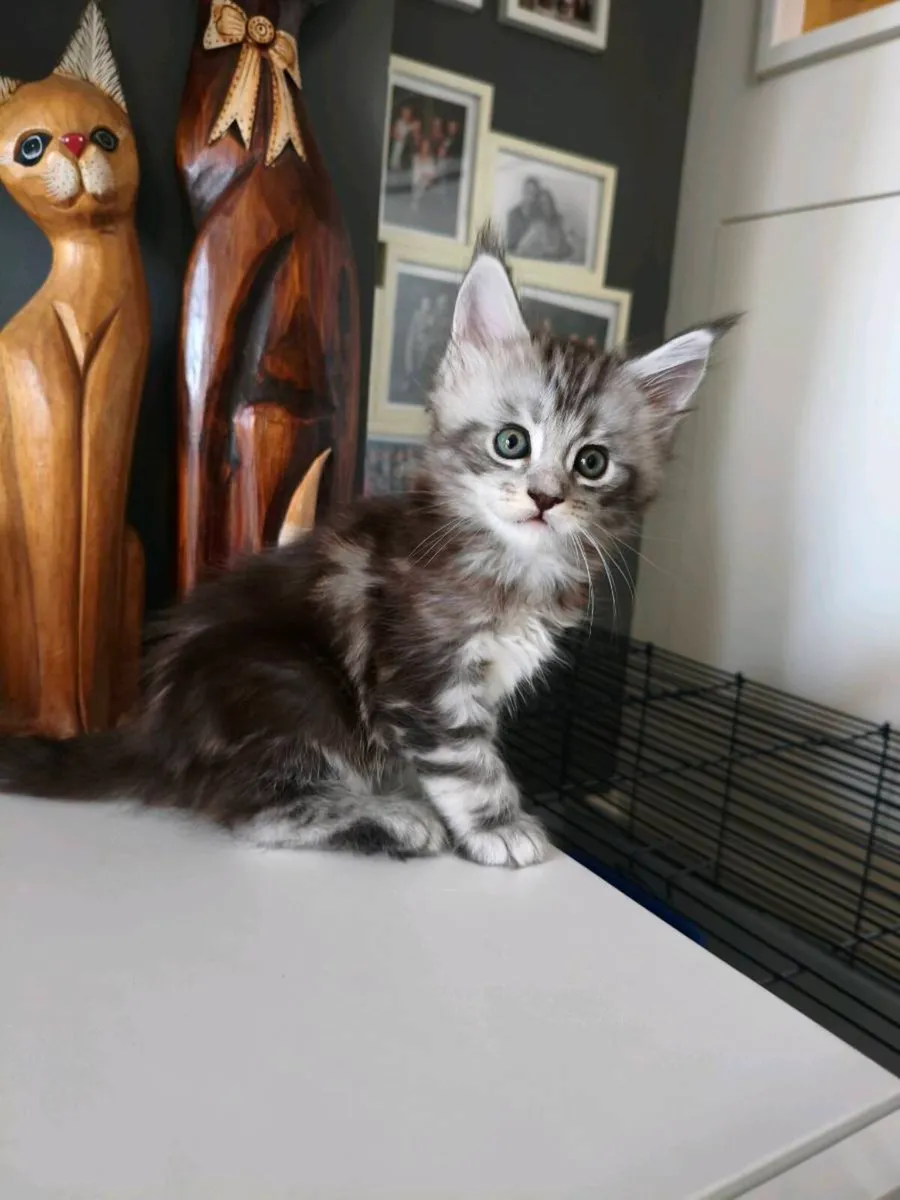 TICA registered Maine coon kittens - Image 3
