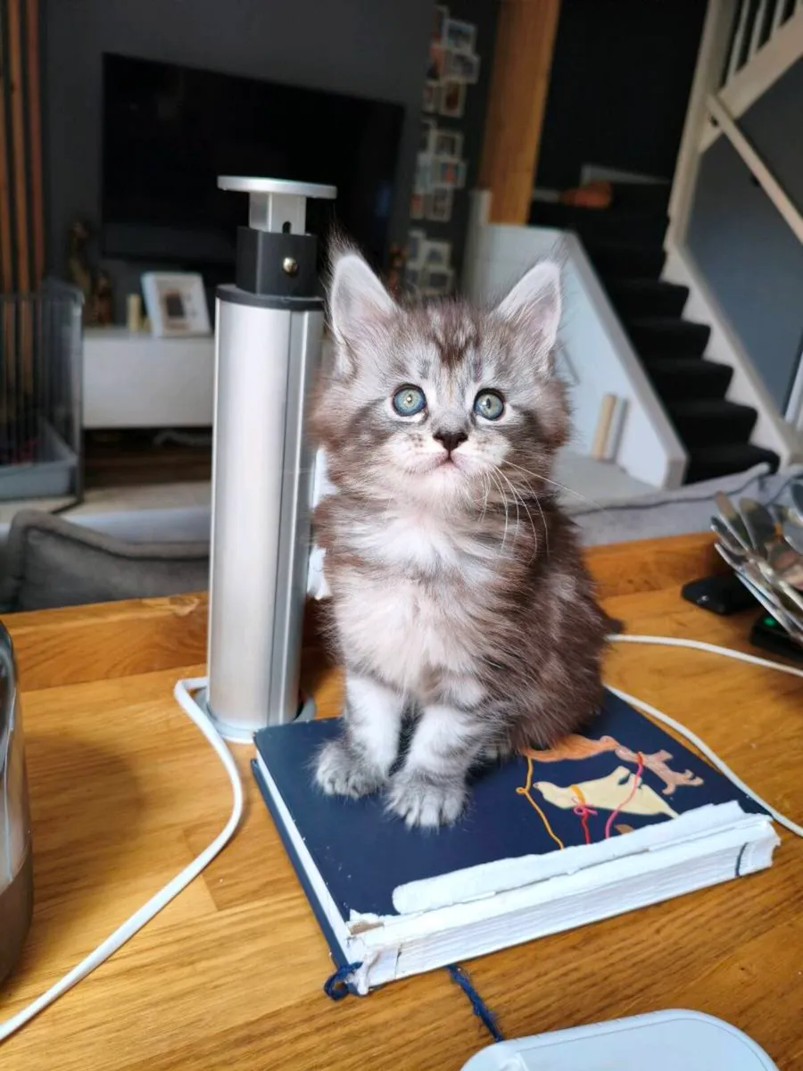 TICA registered Maine coon kittens - Image 4