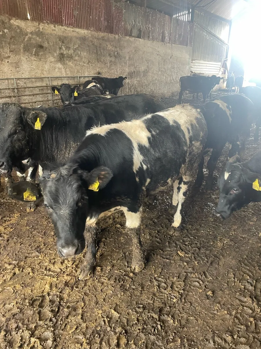 Selection of strong calves - Image 1