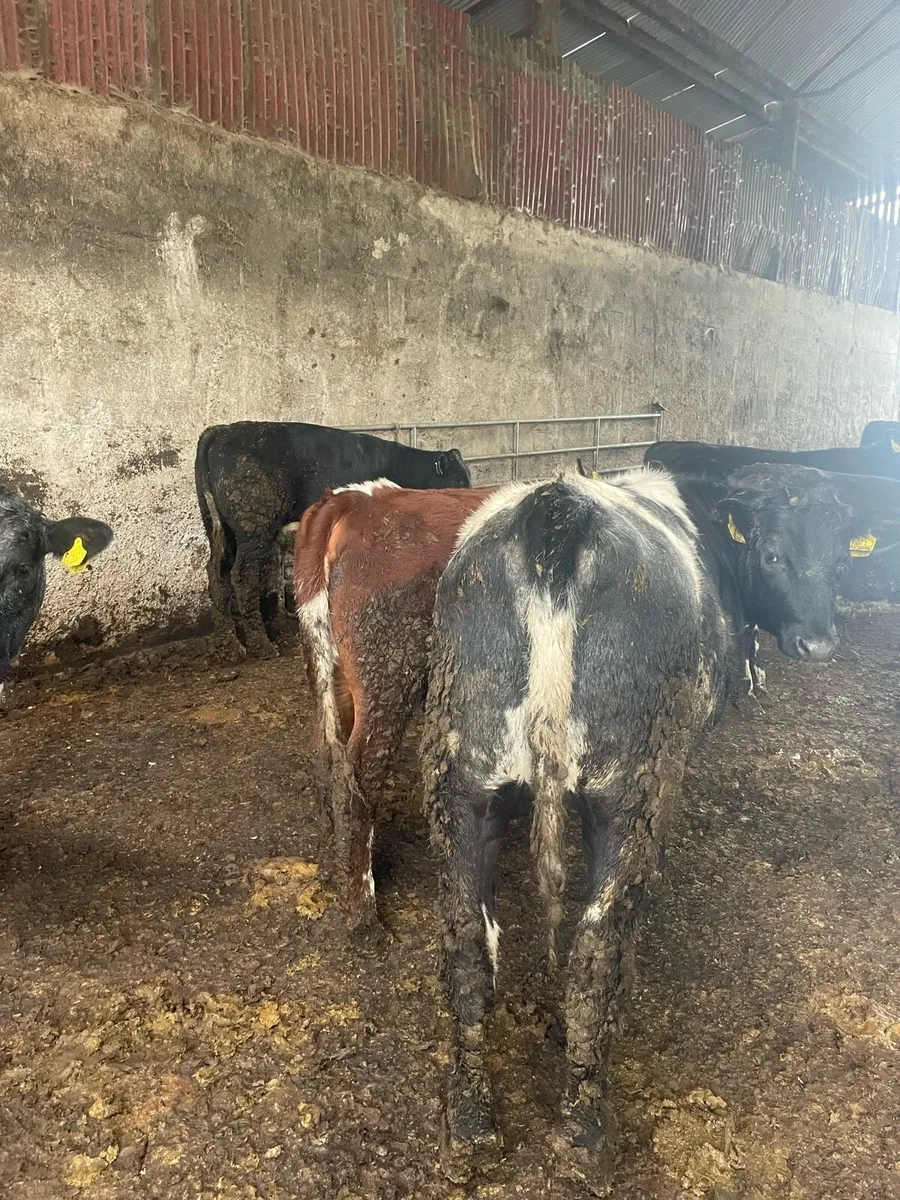 Selection of strong calves - Image 2