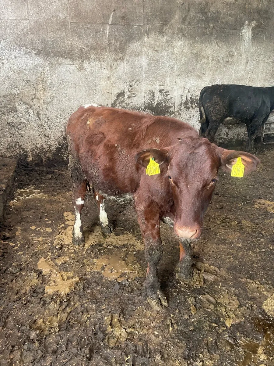 Selection of strong calves - Image 3