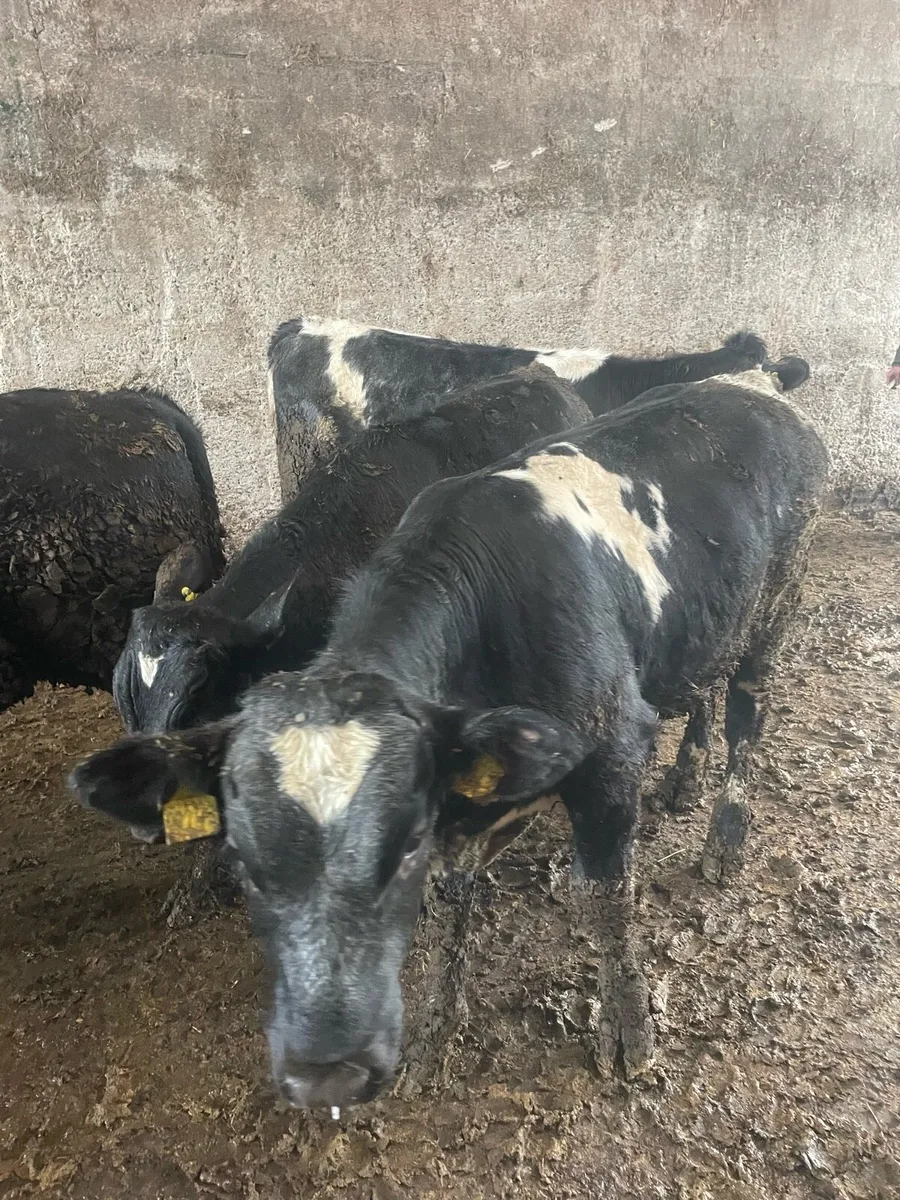 Selection of strong calves - Image 4