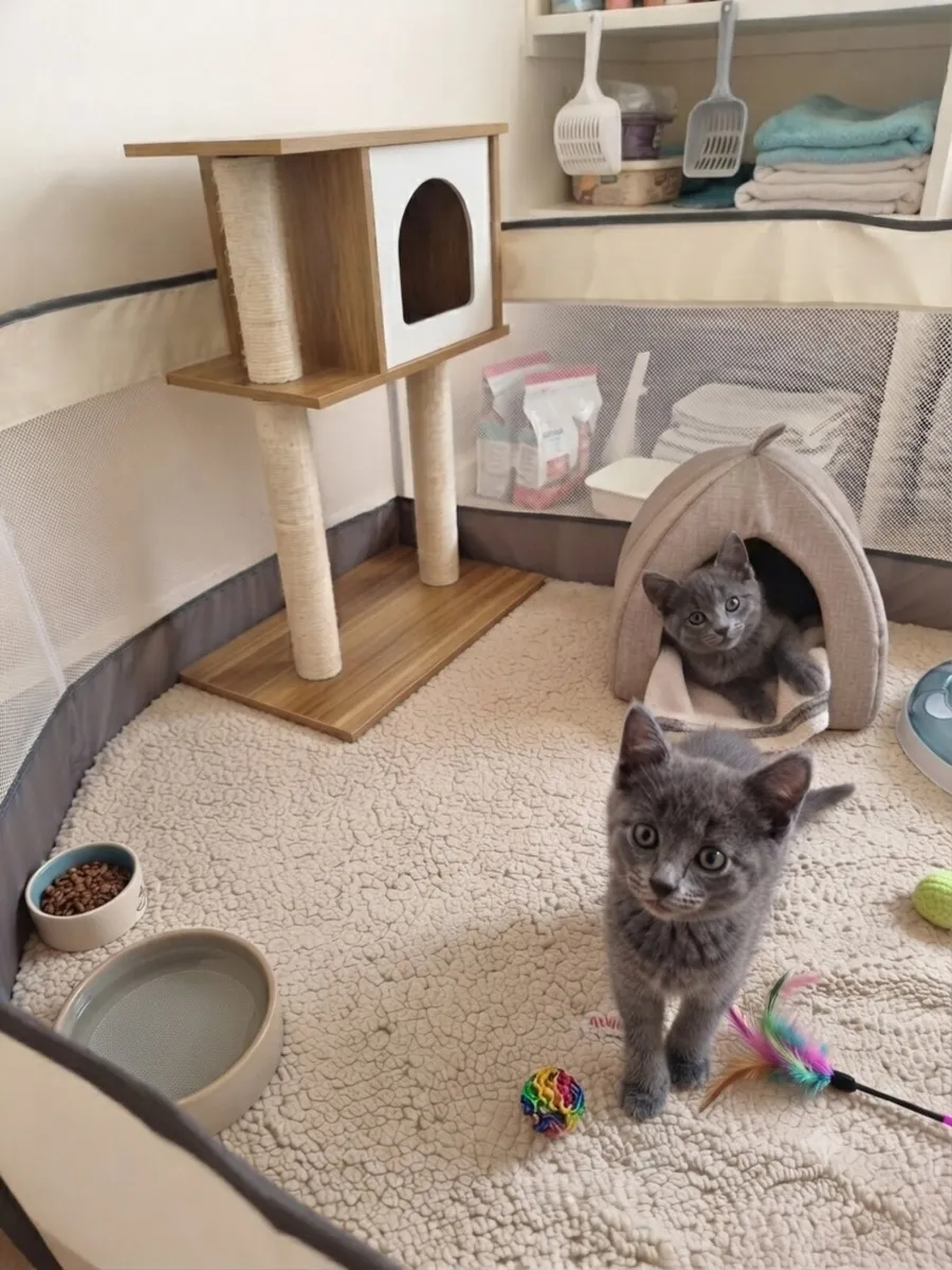 British Shorthair Blue Kittens. Ghost tabby. - Image 1