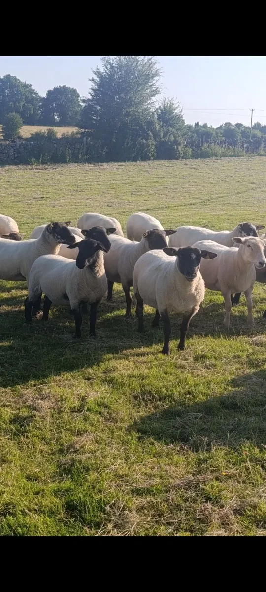 Hoggets - Image 3