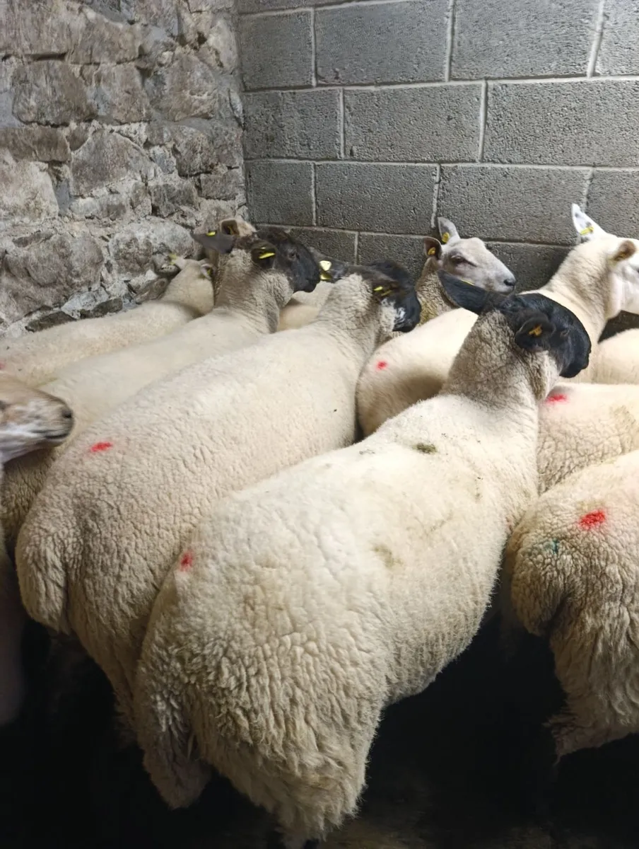 Hoggets - Image 4