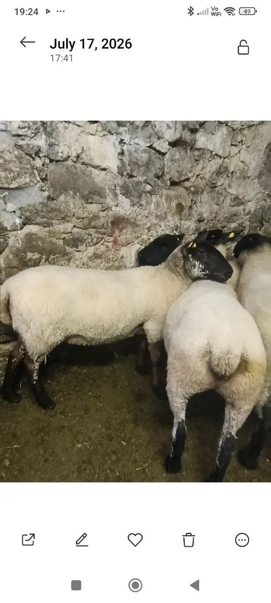 Hoggets - Image 2