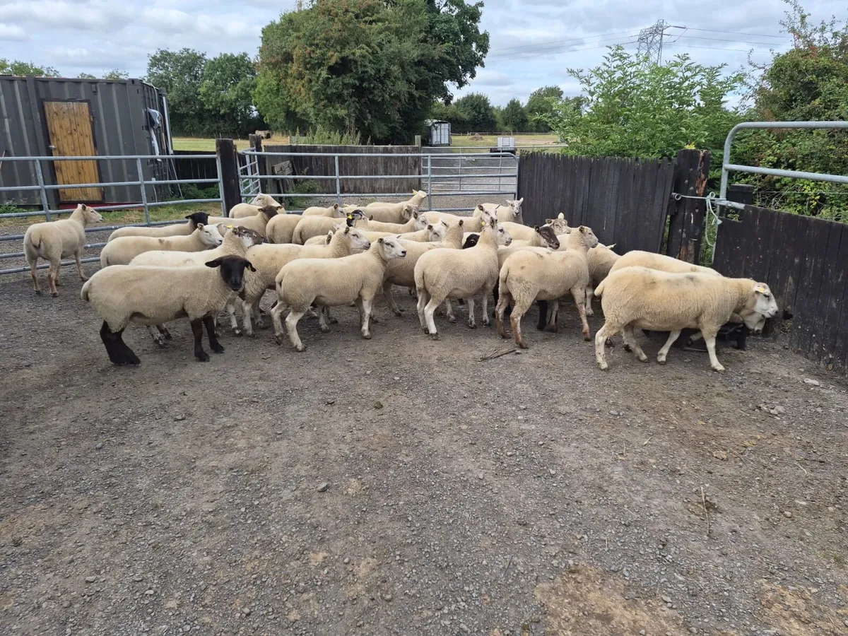 Ewe Hoggets for sale - Image 3