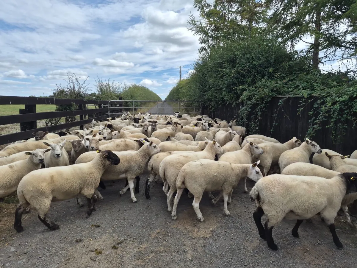 Ewe Hoggets for sale - Image 4