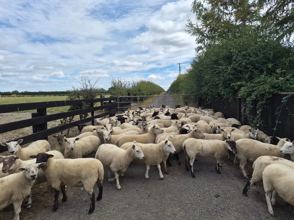 Ewe Hoggets for sale - Image 2
