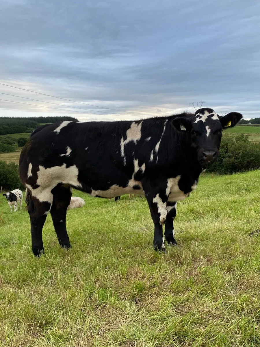 BBX heifers Gort mart Thursday 13th August - Image 2