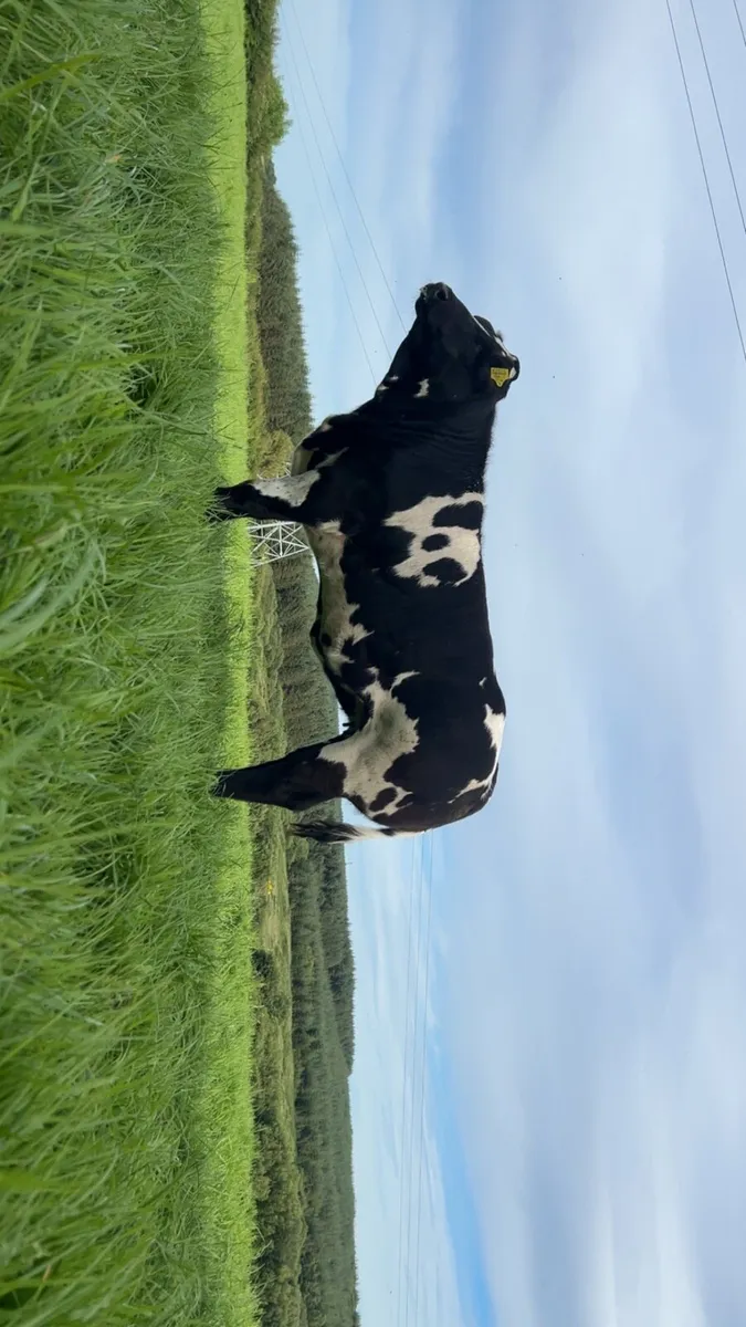 BBX heifers Gort mart Thursday 13th August - Image 3
