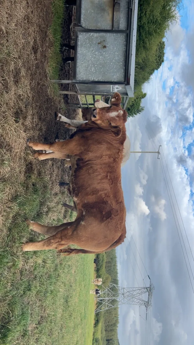 BBX heifers Gort mart Thursday 13th August - Image 4