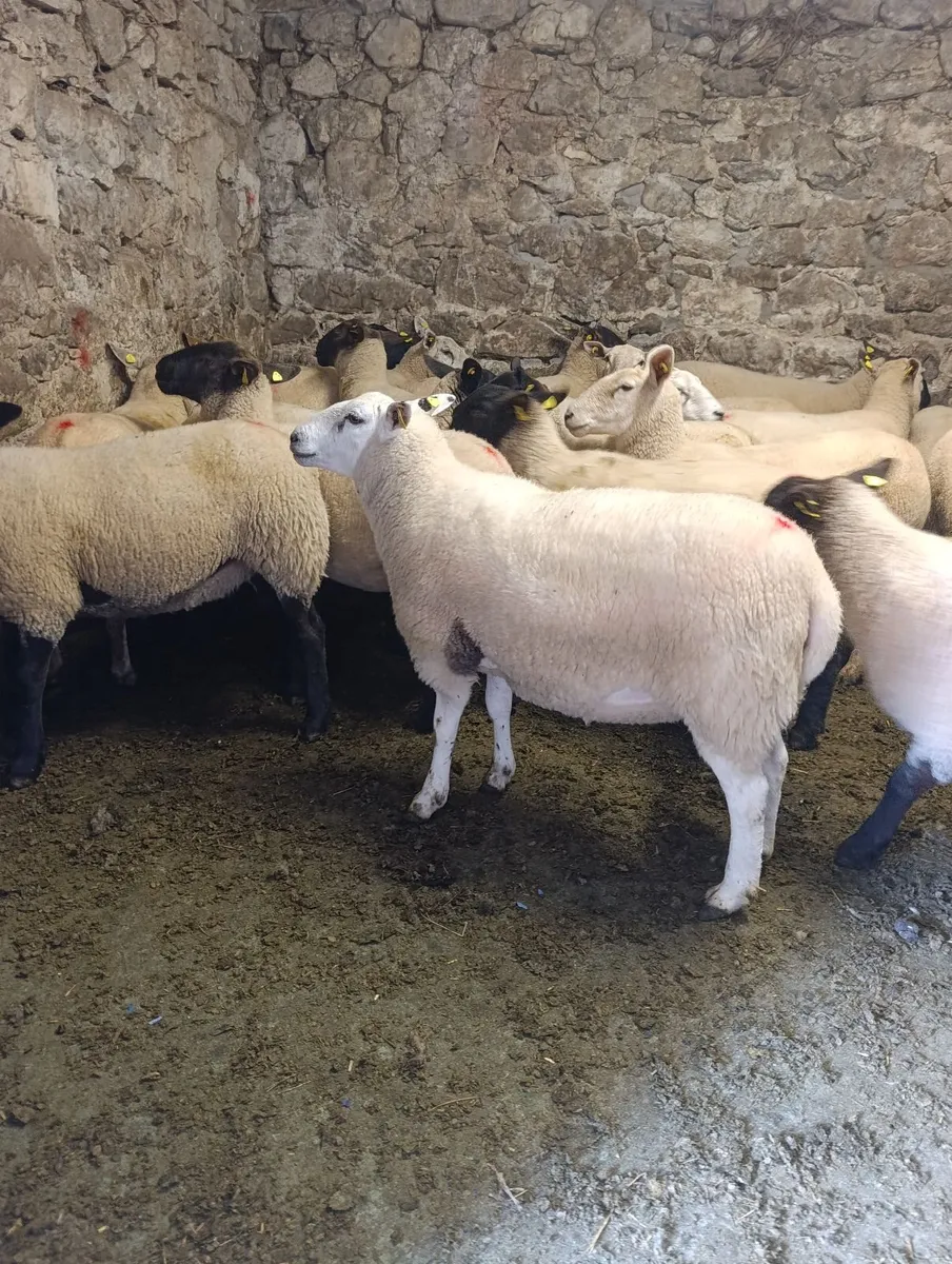 Hoggets - Image 1