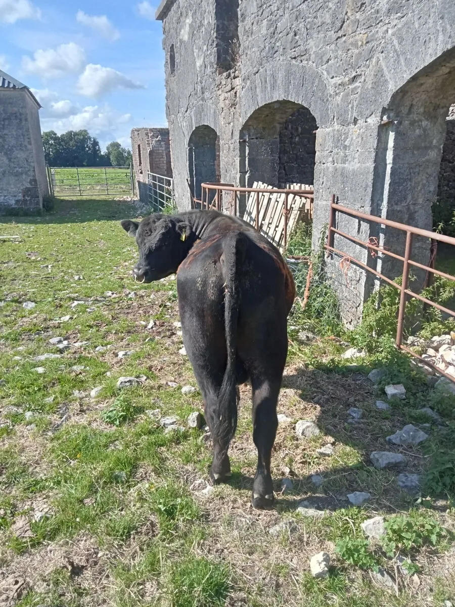 Pedigree Angus Bull - Image 1