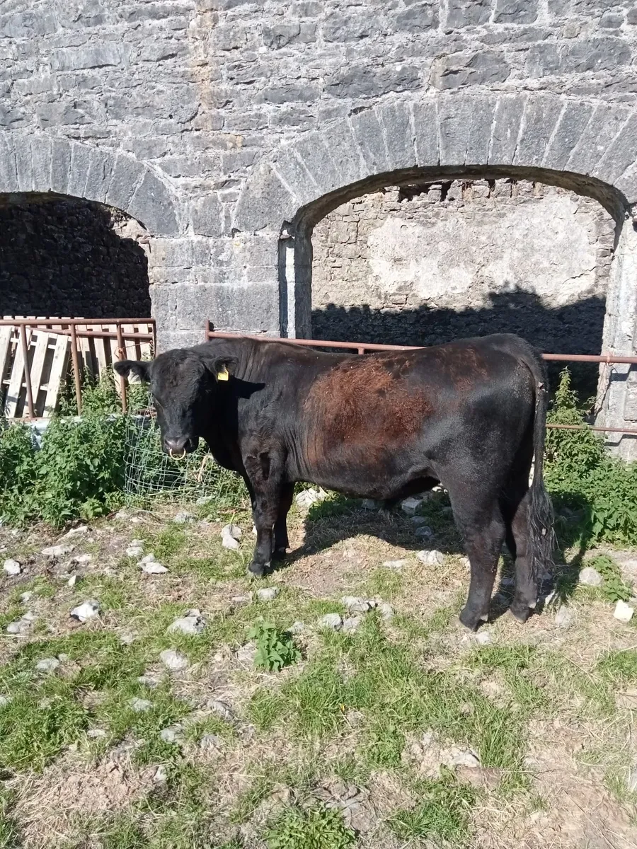 Pedigree Angus Bull - Image 2
