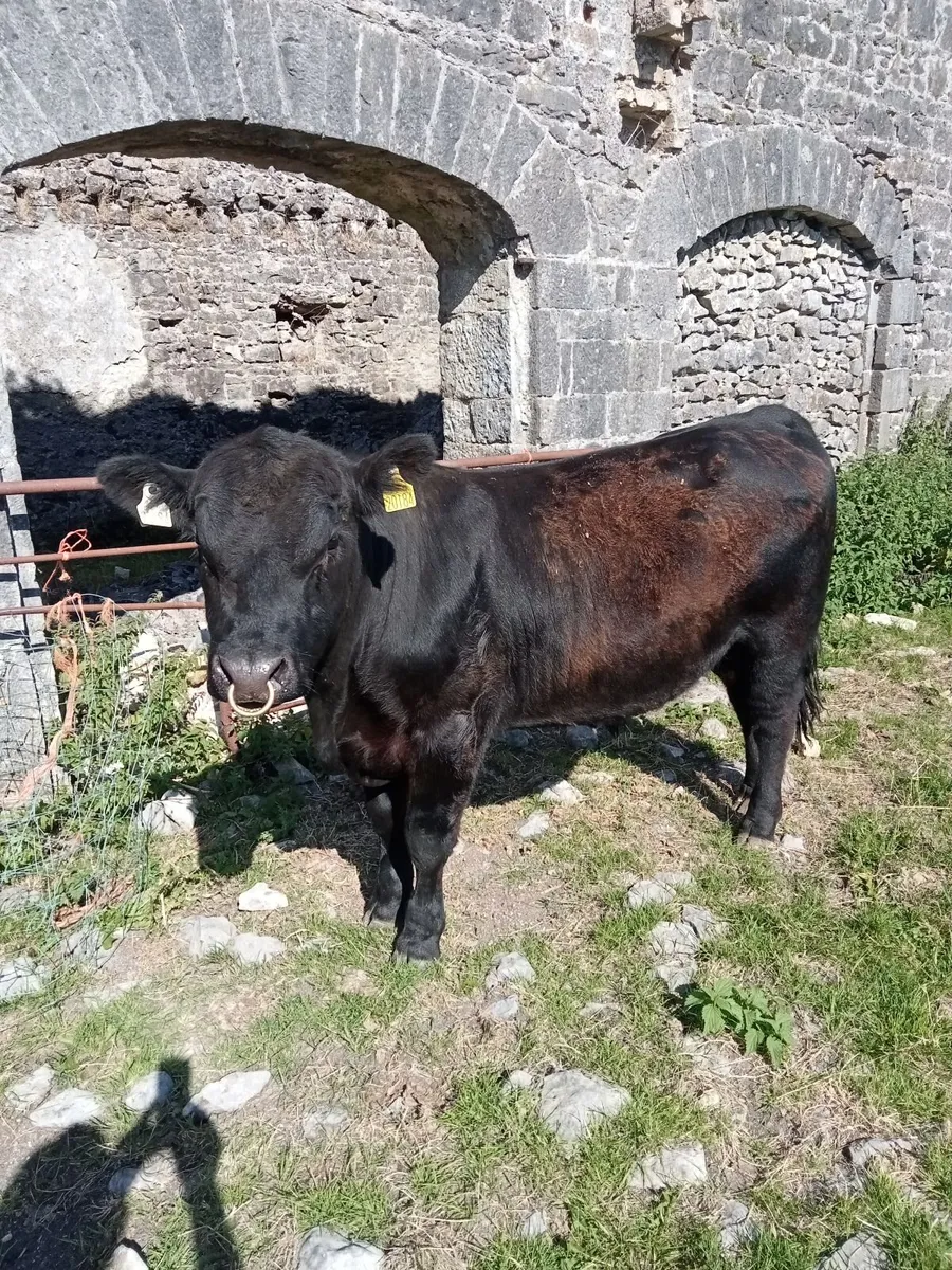 Pedigree Angus Bull - Image 3