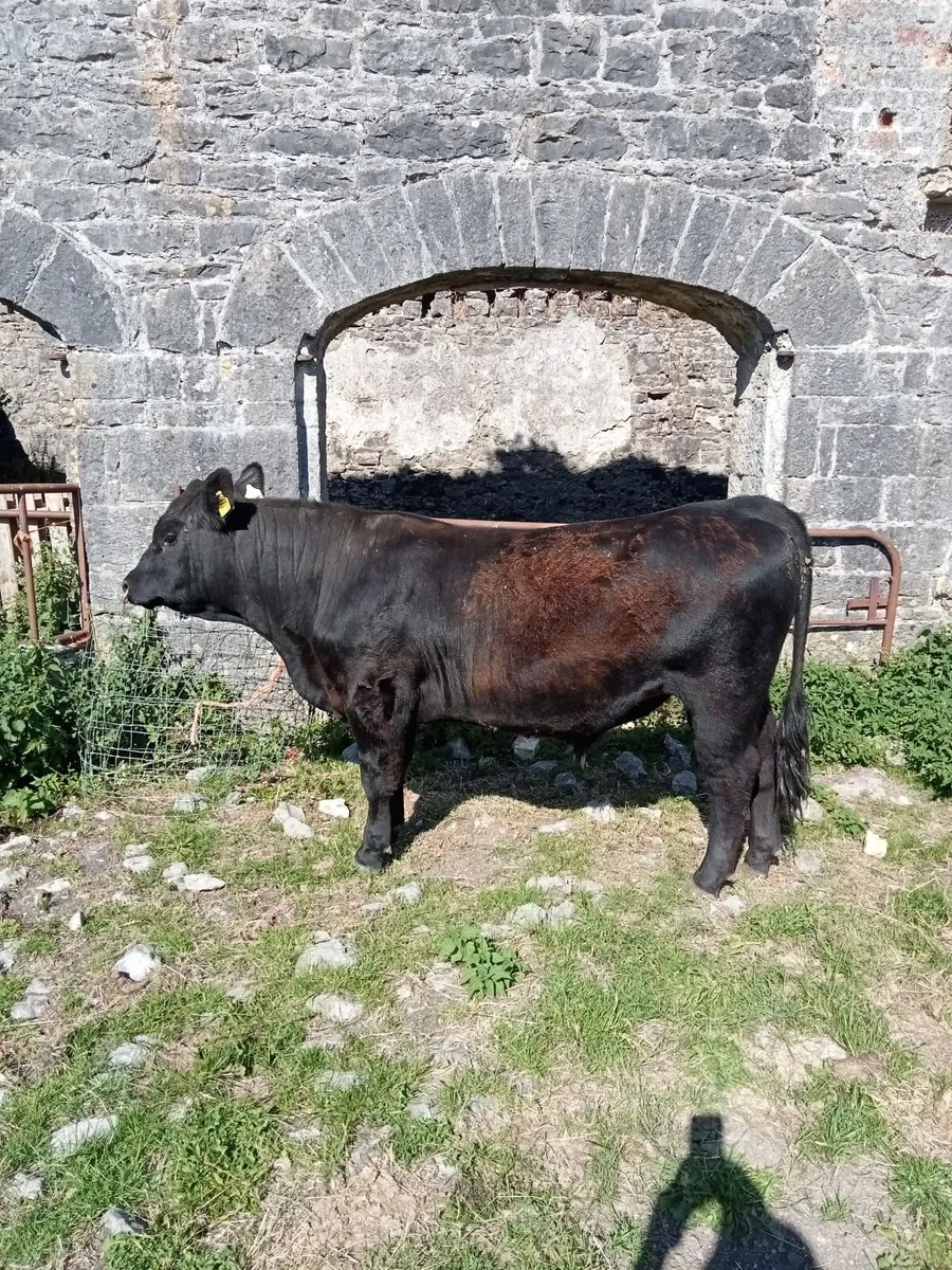 Pedigree Angus Bull - Image 4