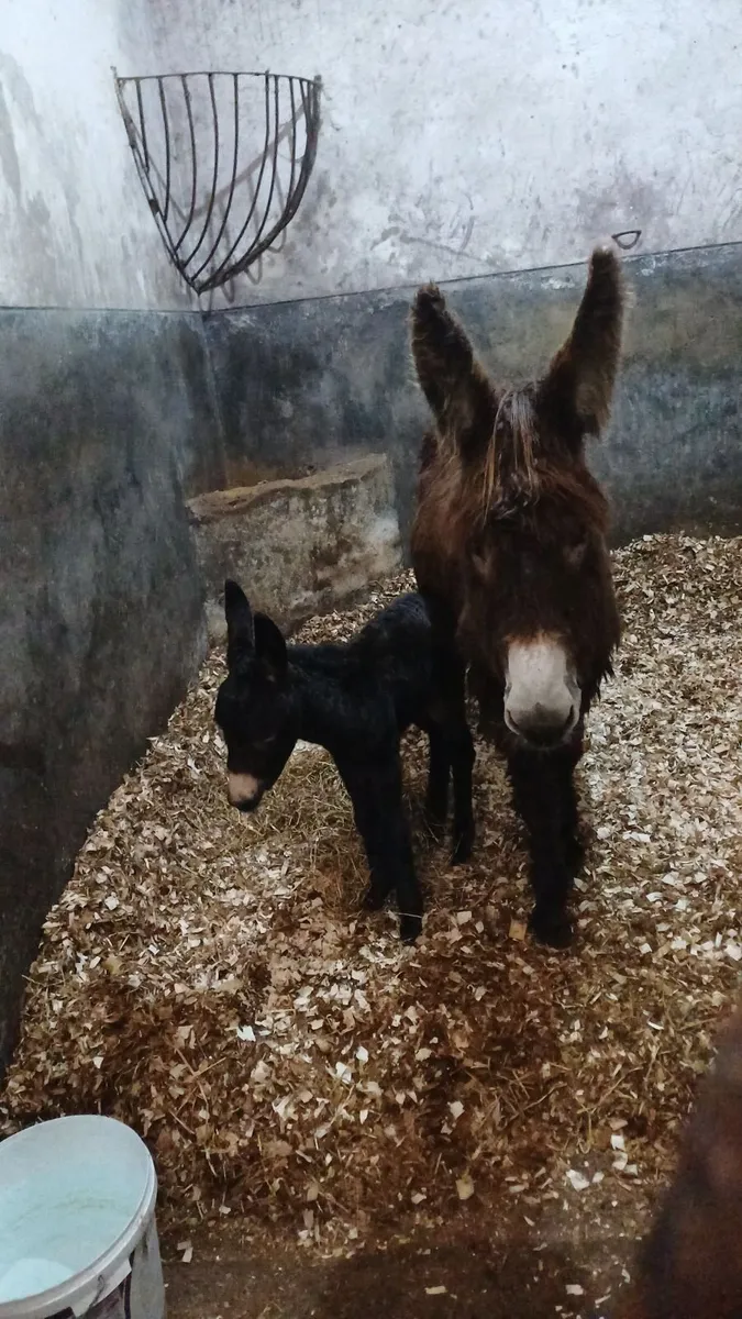 Donkey  & filly foal at foot