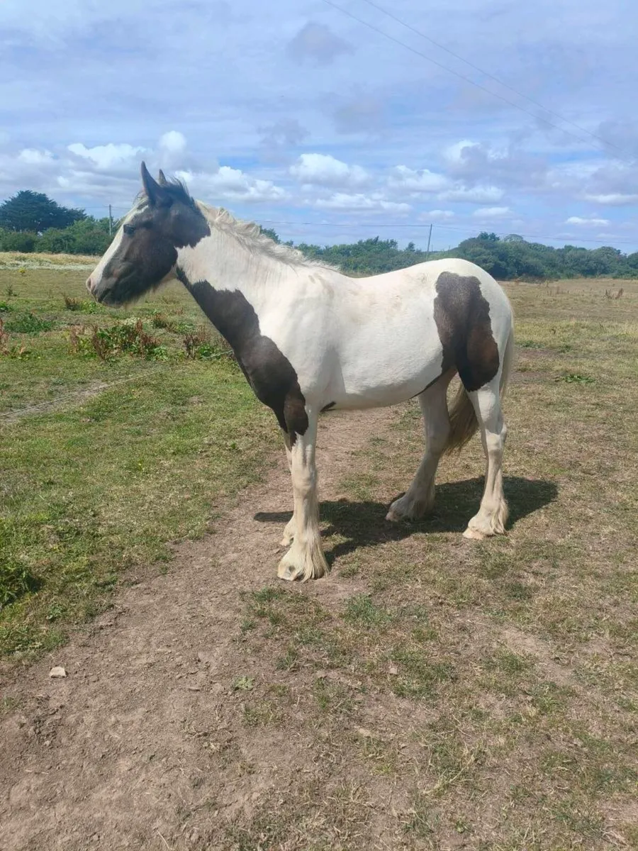 Yearling cob - Image 1