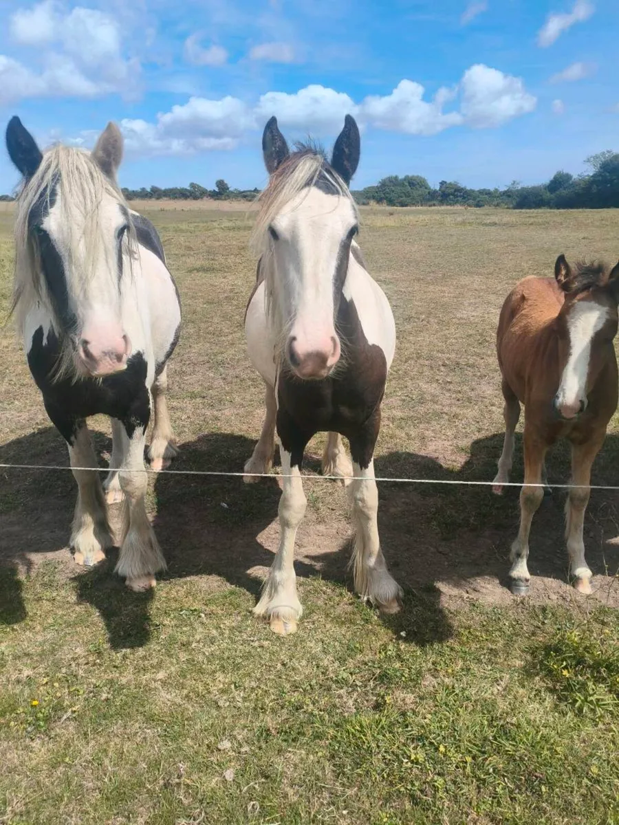 Yearling cob - Image 4