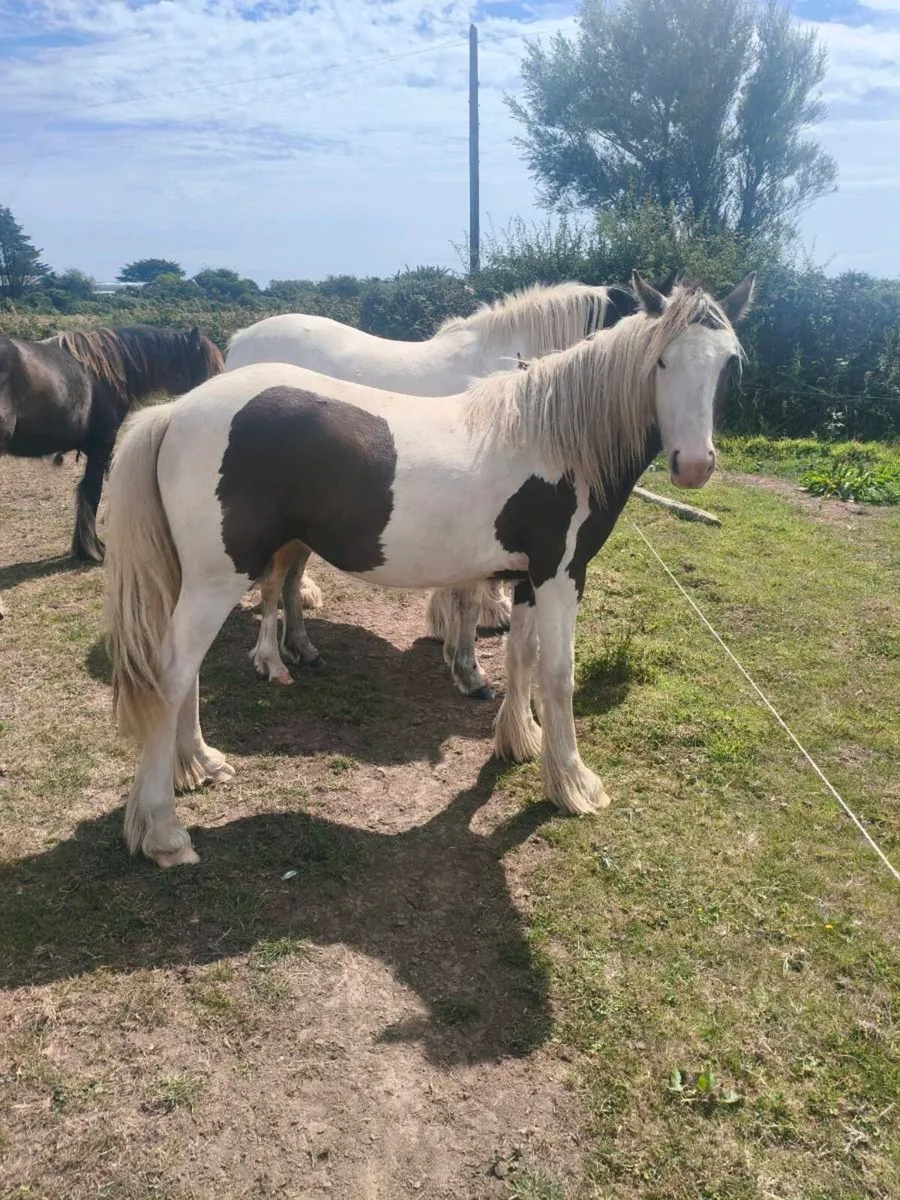 Yearling cob - Image 2