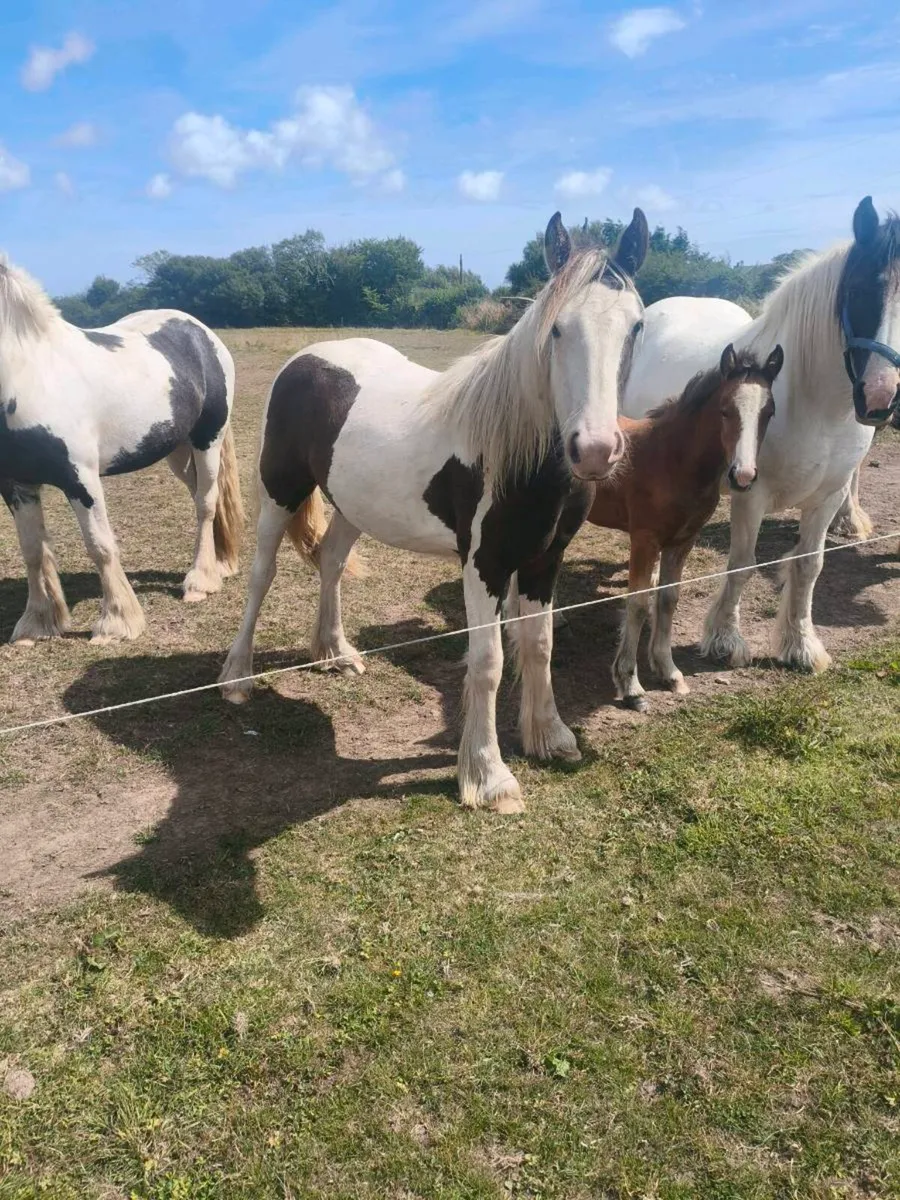 Yearling cob - Image 3