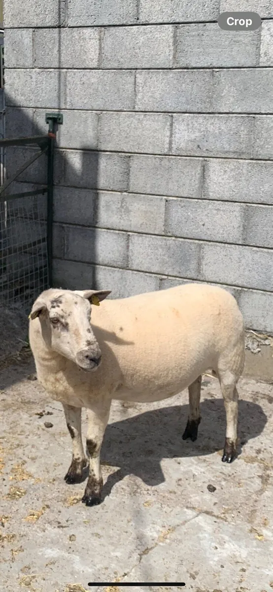 Hoggets - Image 1