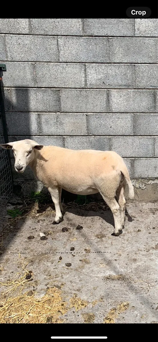 Hoggets - Image 2