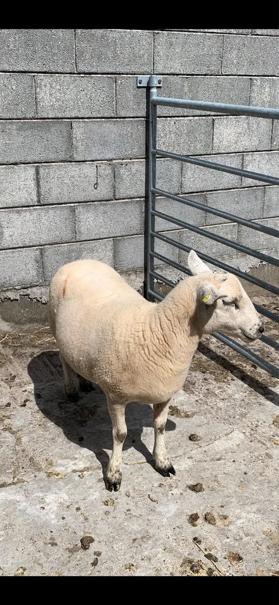 Hoggets - Image 3