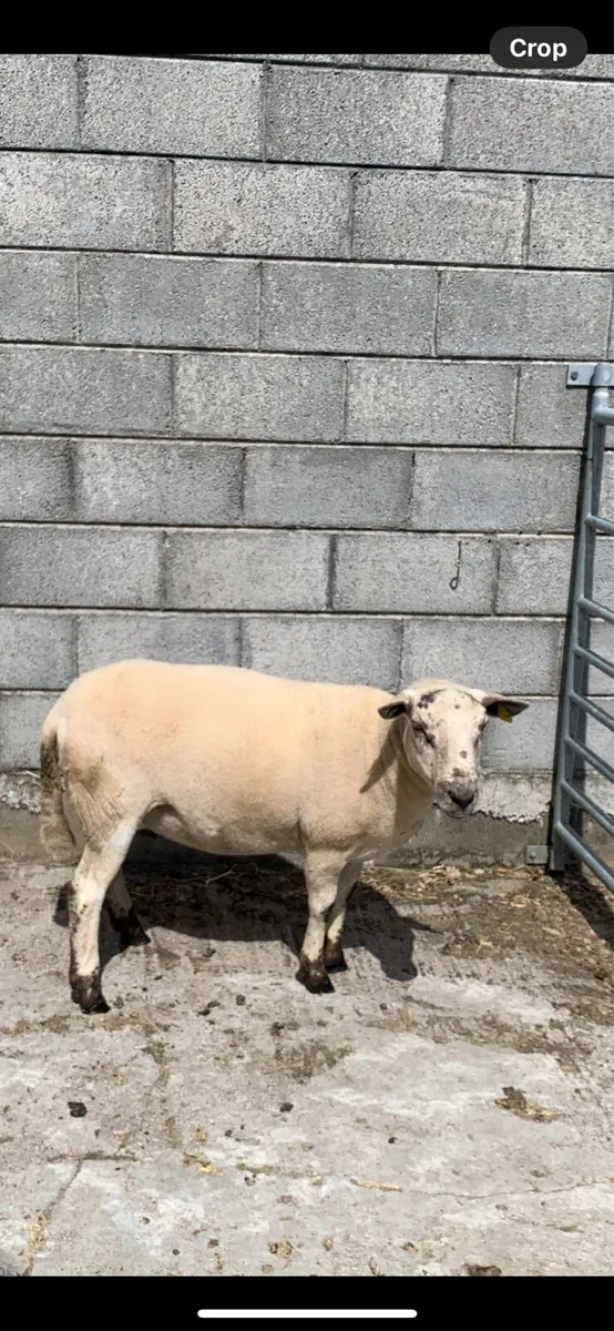 Hoggets - Image 4