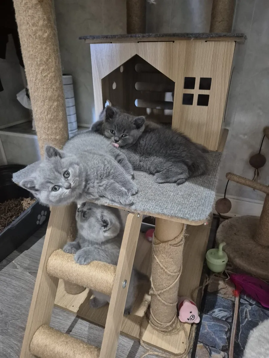Pedigree British Shorthair kittens - Image 2