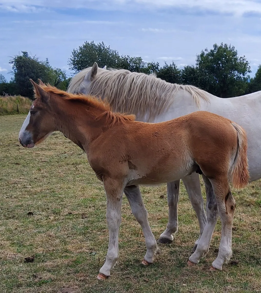 Draught Colt Foal - Image 4