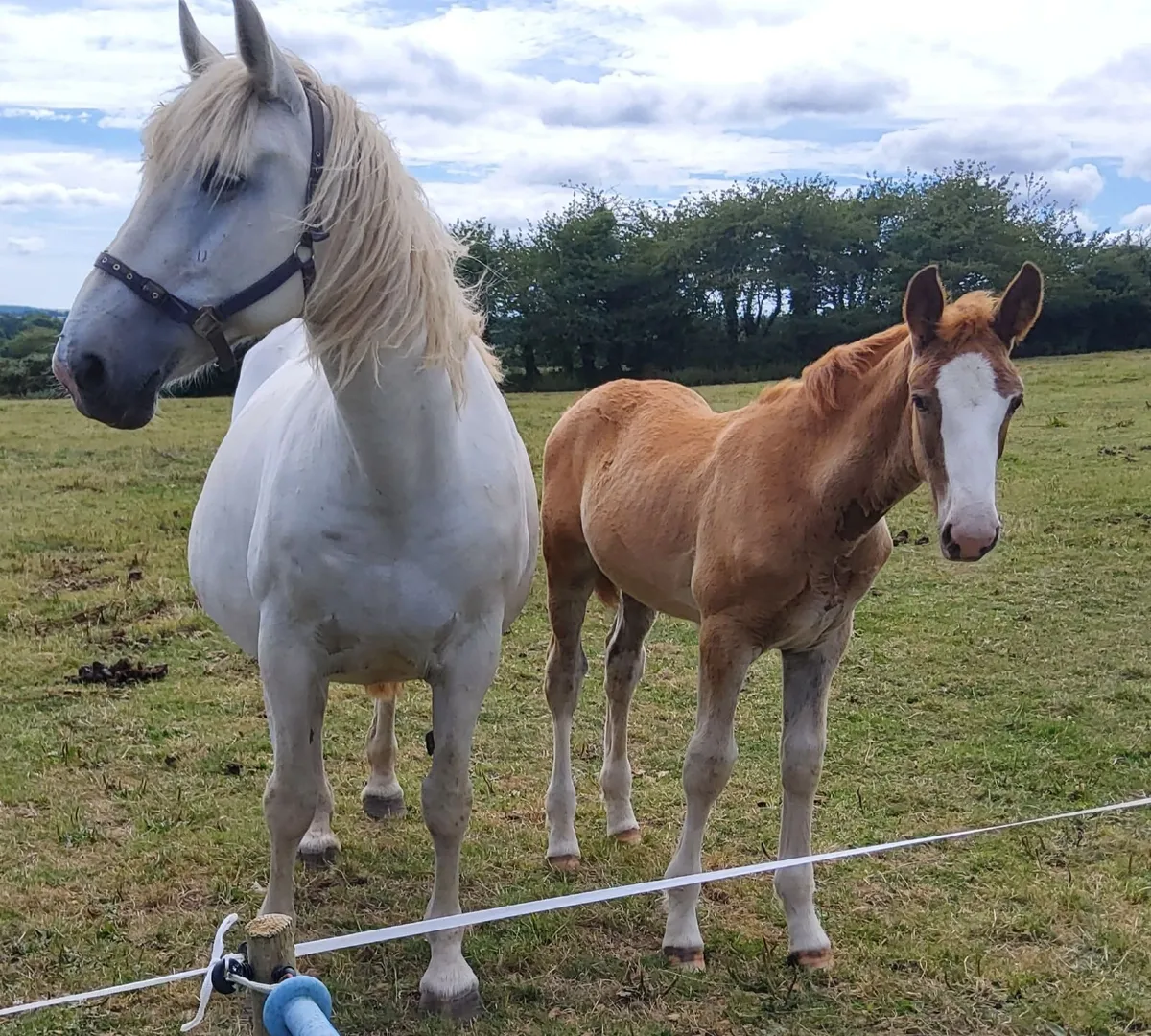 Draught Colt Foal - Image 3