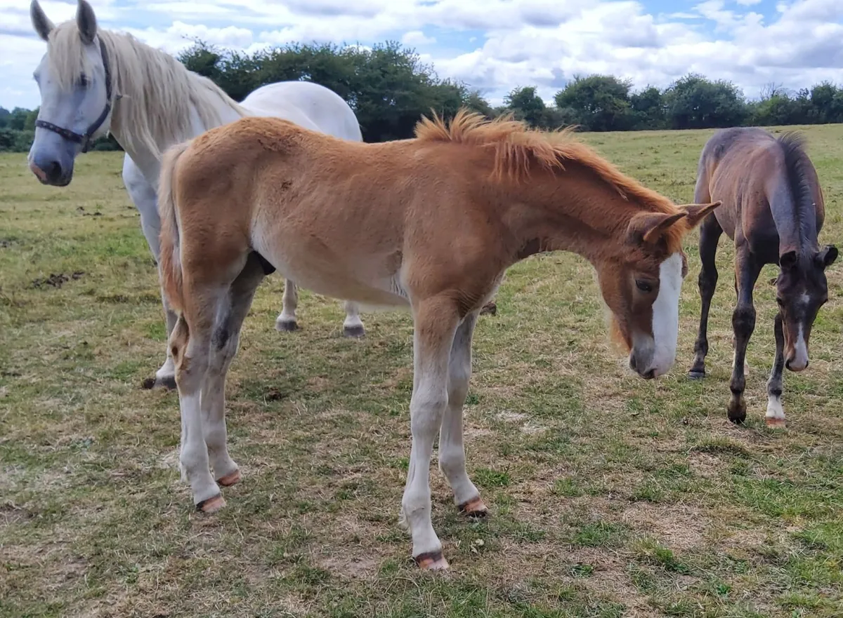 Draught Colt Foal - Image 1