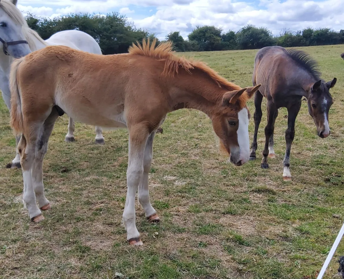 Draught Colt Foal - Image 2