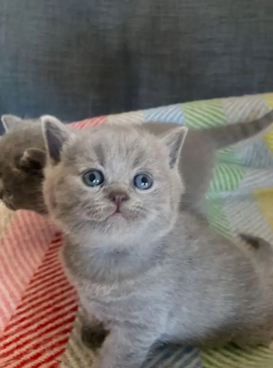 British shorthair kittens - Image 3