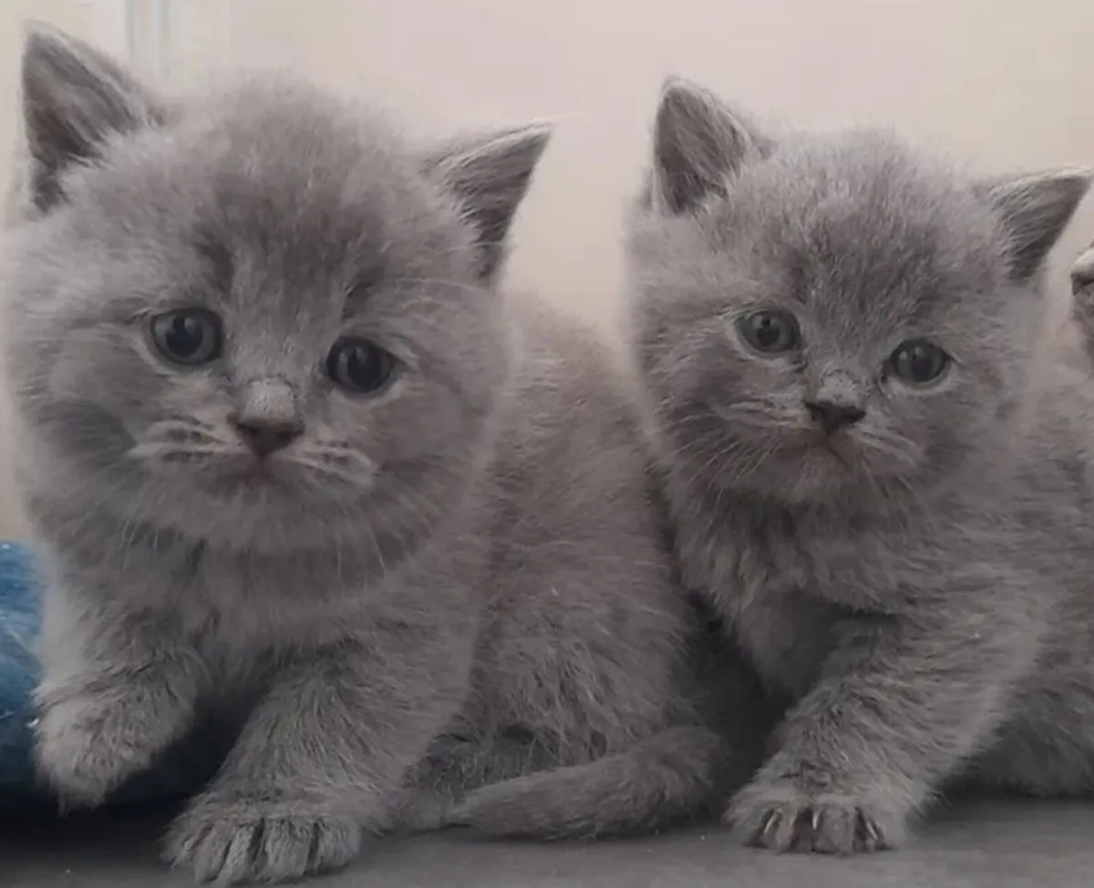 British shorthair kittens - Image 1