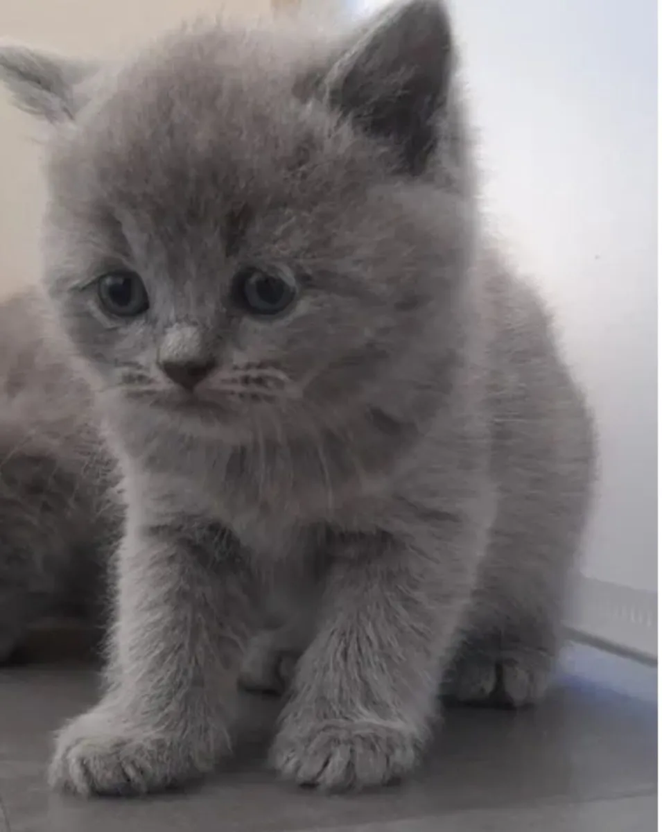 British shorthair kittens - Image 2