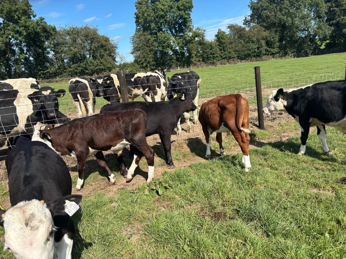 10 super Hereford bull weanlings - Image 2