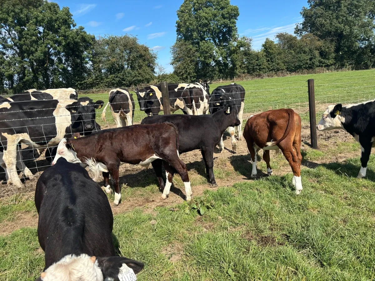 10 super Hereford bull weanlings - Image 3